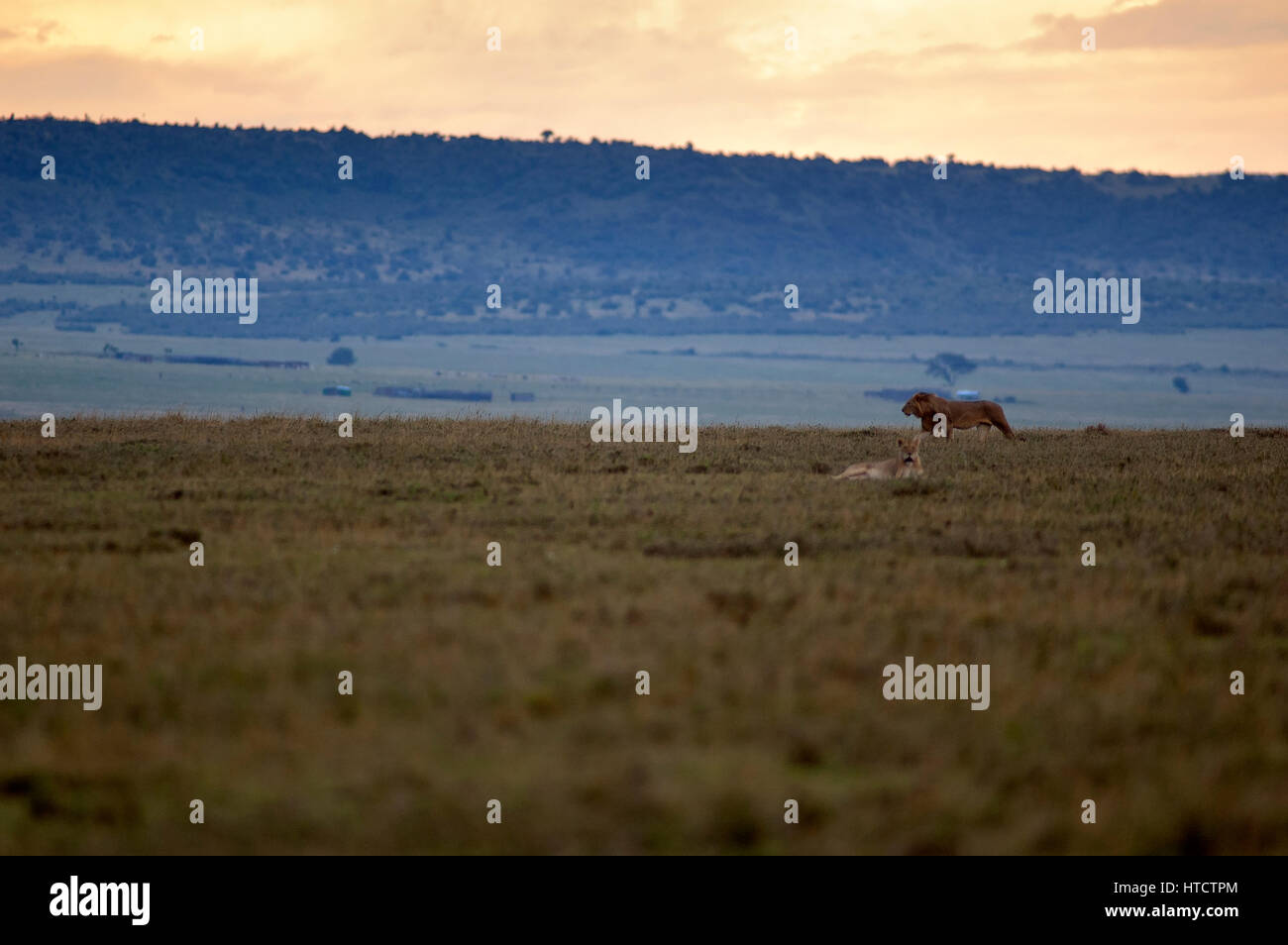 Male lion (Panthera leo) strolling on the Mara plains, Masai Mara Game ...