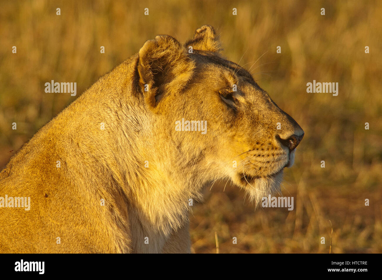 Lioness (Panthera leo), Masai Mara Game Reserve, Kenya Stock Photo - Alamy