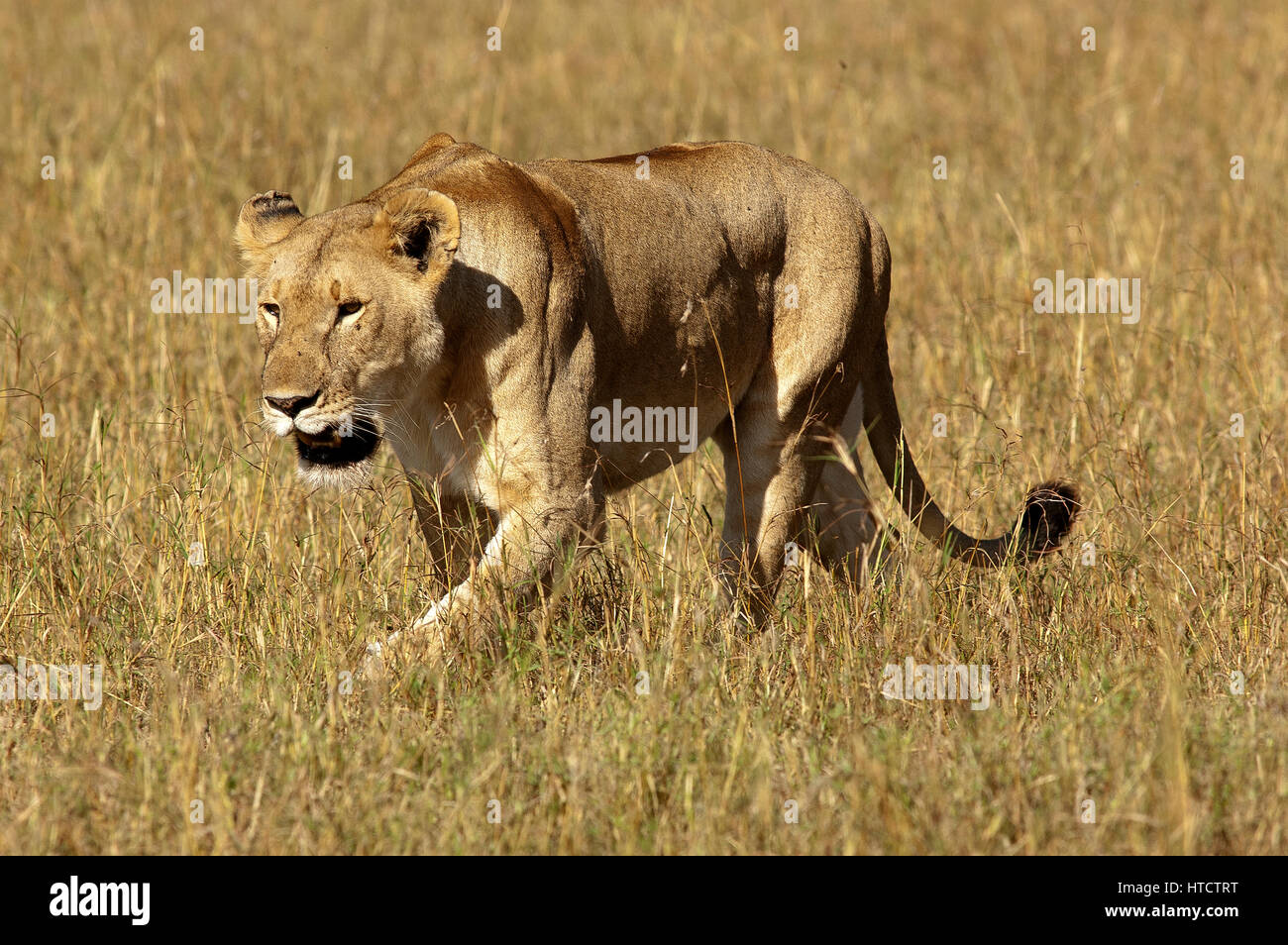 Lioness (Panthera leo), Masai Mara Game Reserve, Kenya Stock Photo - Alamy