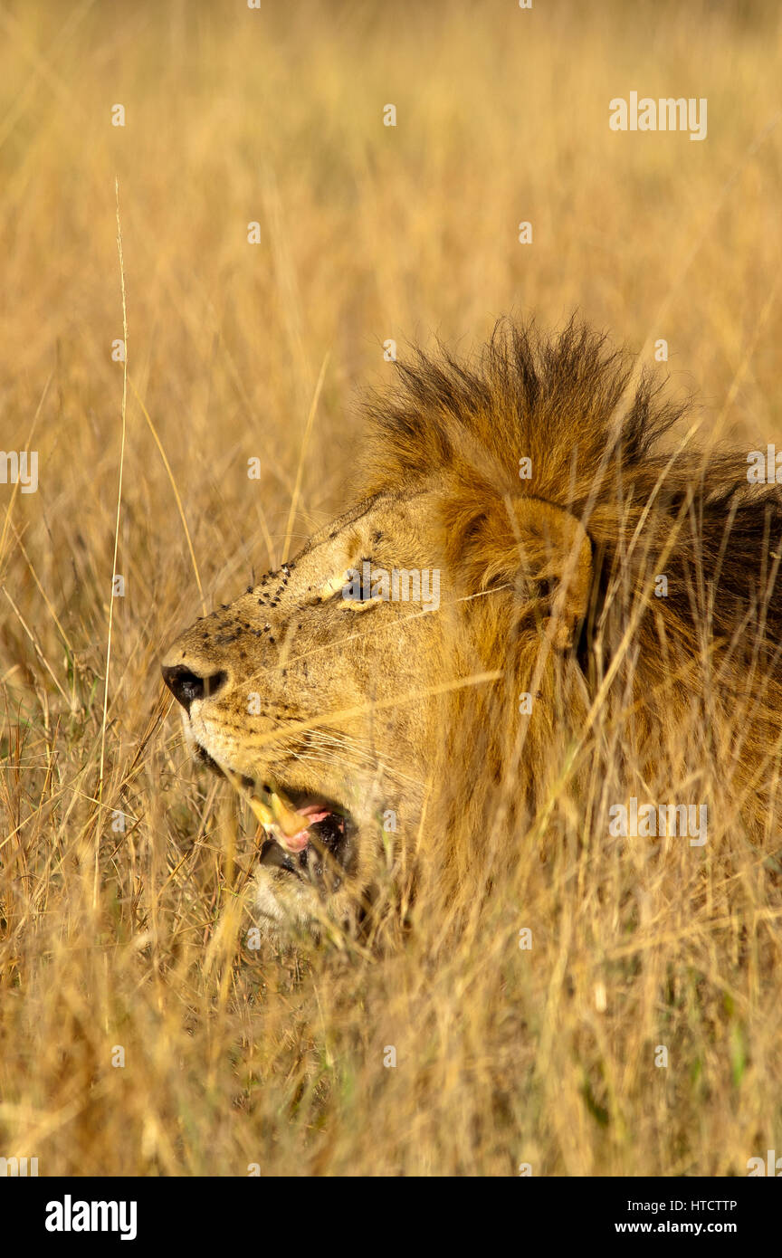 Male lion (Panthera leo), Masai Mara Game Reserve, Kenya Stock Photo ...
