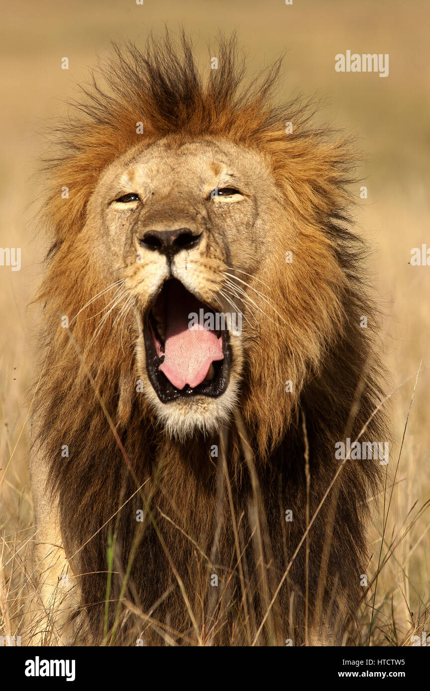 Male lion (Panthera leo), Masai Mara Game Reserve, Kenya Stock Photo ...