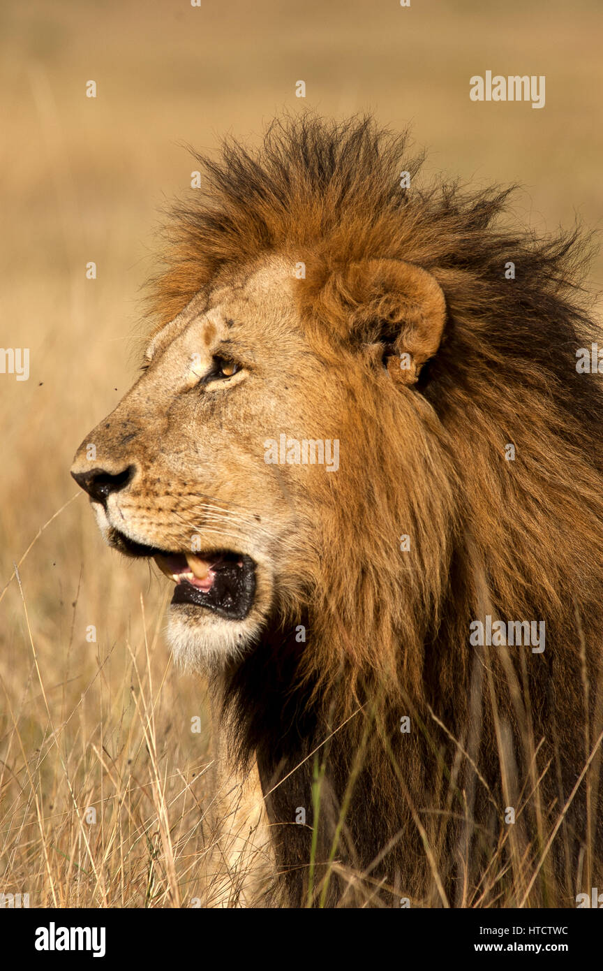 Male lion (Panthera leo), Masai Mara Game Reserve, Kenya Stock Photo ...