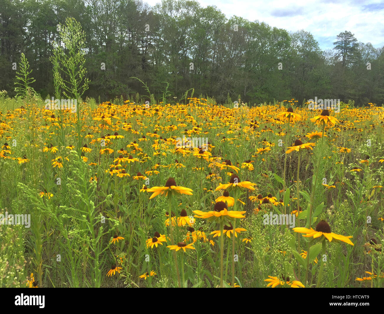 A bright field of Black-eyed Susans Stock Photo