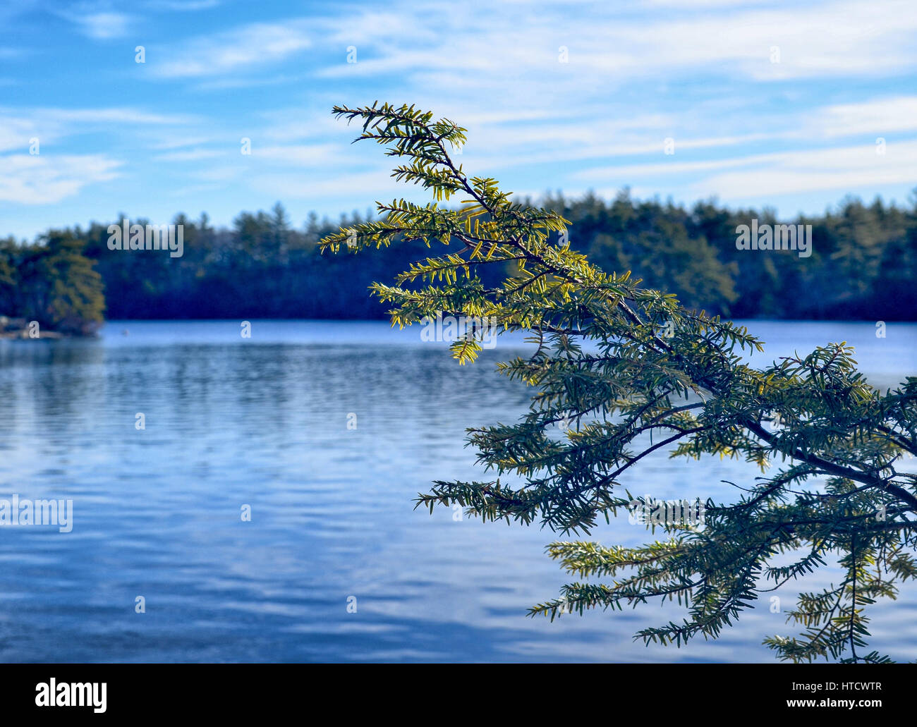 A hemlock branch on the shores of a forest lake Stock Photo