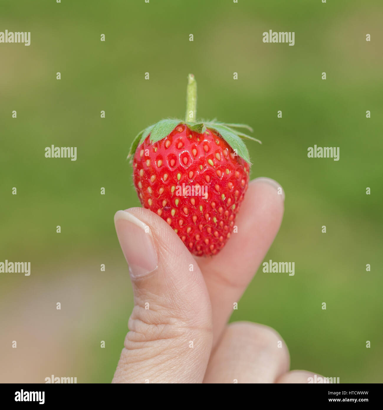 Hand holding strawberry plant hi-res stock photography and images - Alamy