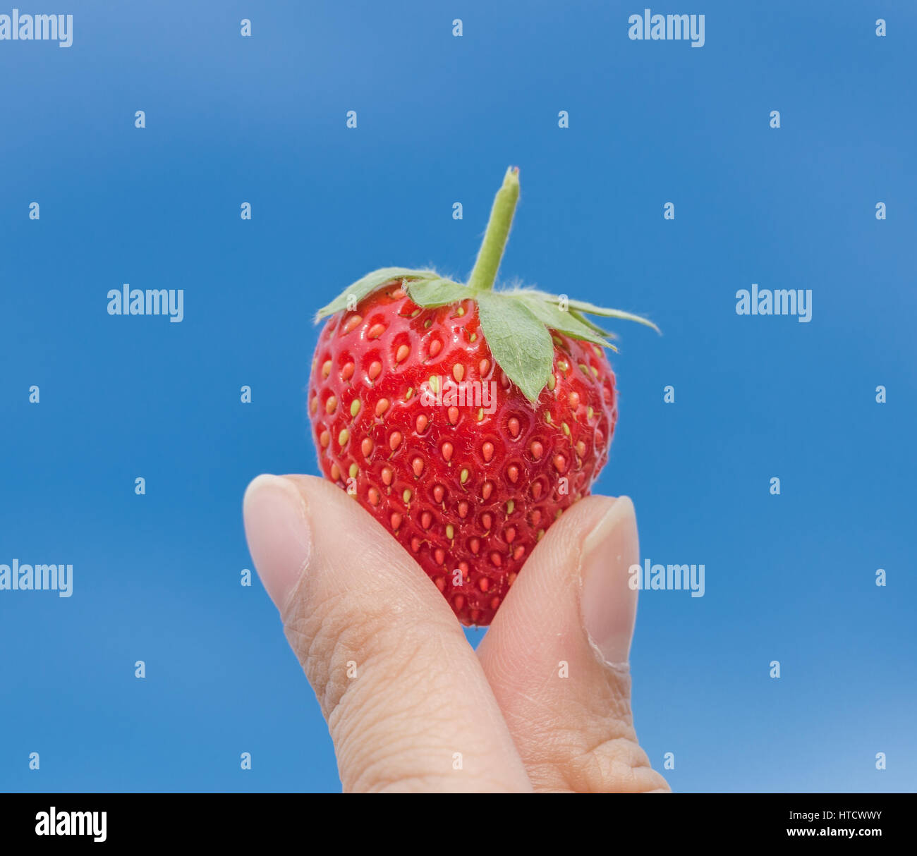 hand holding strawberry with blue sky background Stock Photo - Alamy