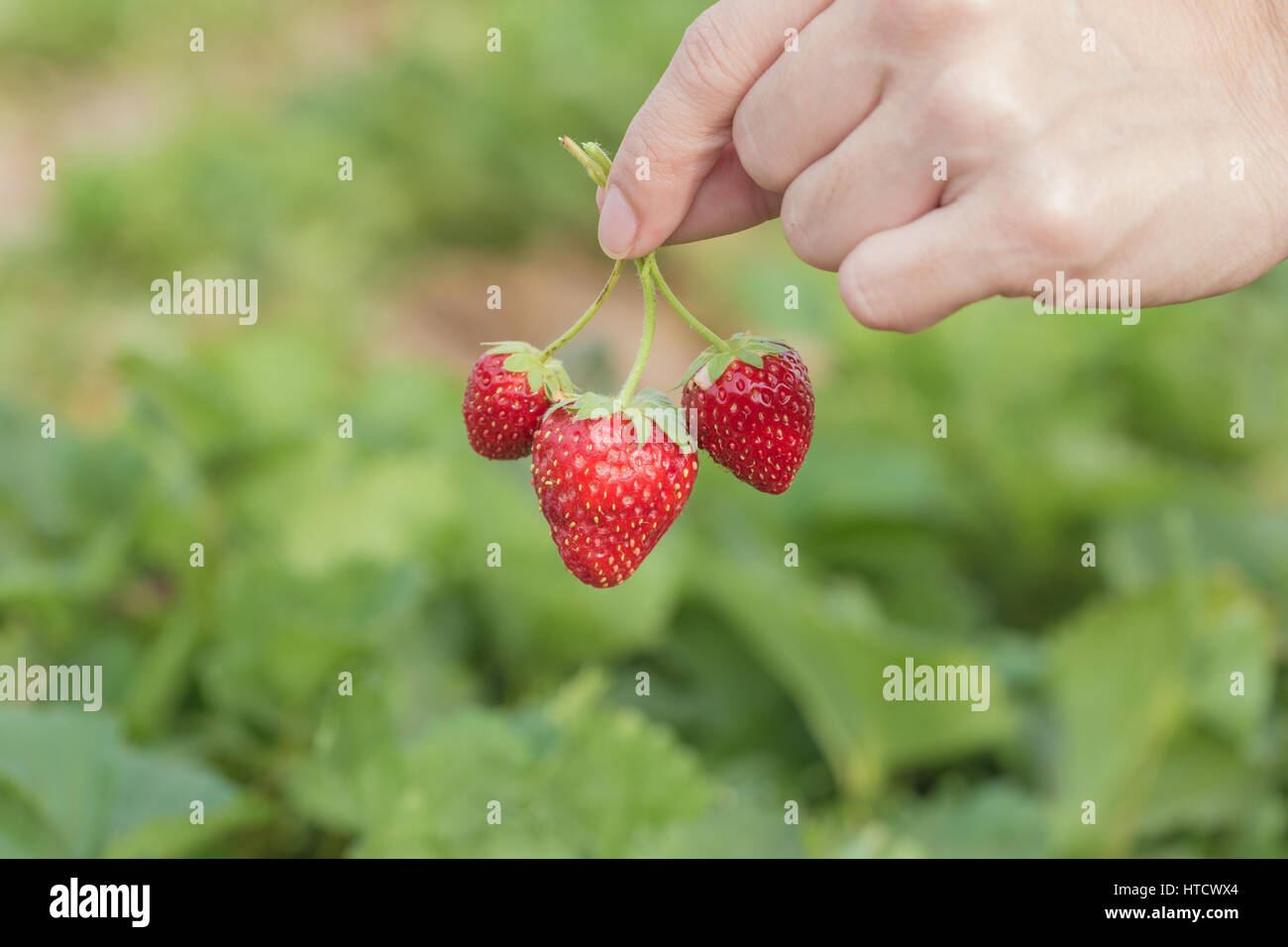 hand holding strawberry with plant background Stock Photo - Alamy