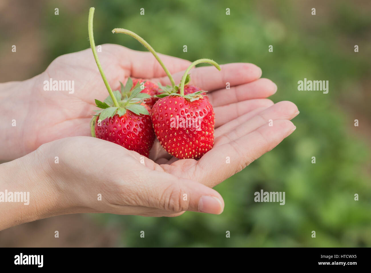hand holding strawberry with plant background Stock Photo - Alamy