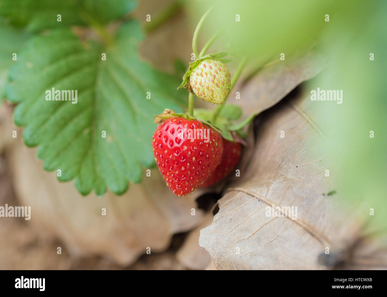 closeup of fresh red strawberries with planting Stock Photo - Alamy
