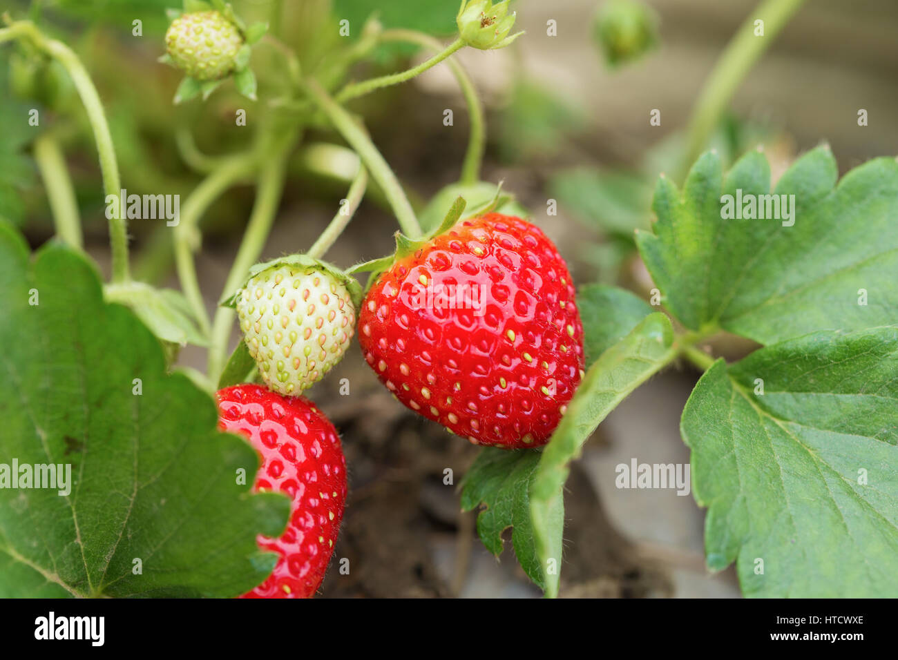 closeup of fresh red strawberries with planting Stock Photo - Alamy