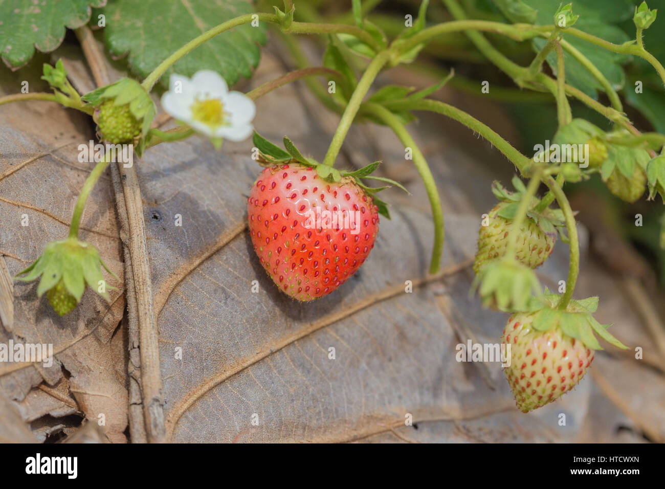 closeup of fresh red strawberries with planting Stock Photo - Alamy