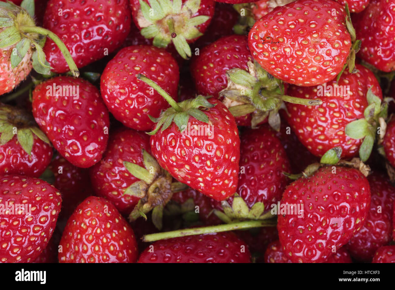 Fresh ripe strawberry for background Stock Photo - Alamy