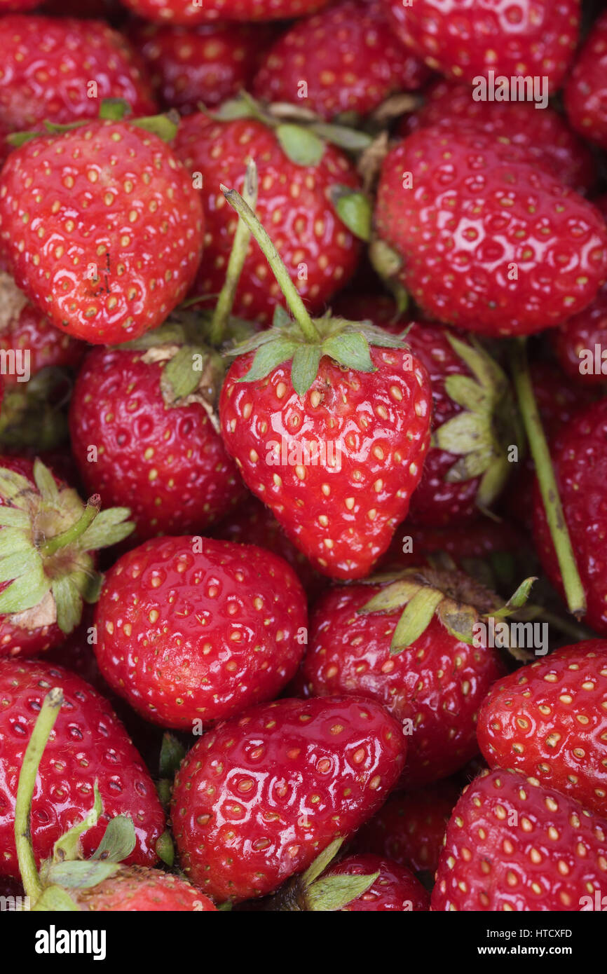 Fresh ripe strawberry for background Stock Photo - Alamy