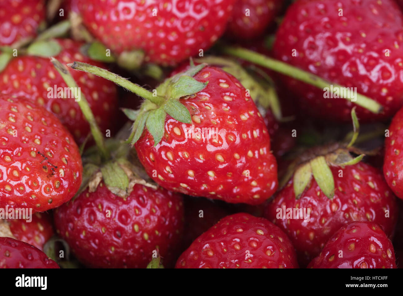 Fresh ripe strawberry for background Stock Photo - Alamy