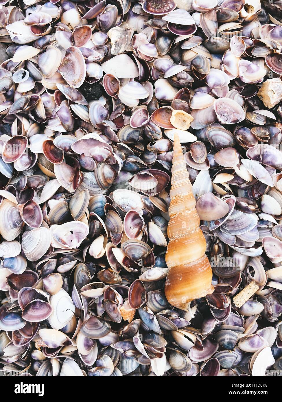 Sea shells and snail on the sand beach Stock Photo - Alamy