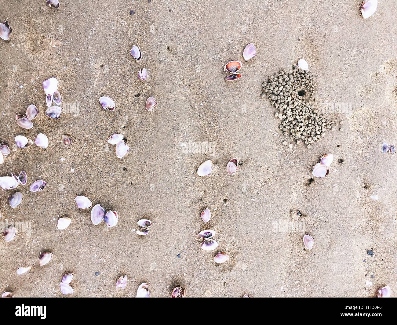 Sea shells and snail on the sand beach Stock Photo - Alamy