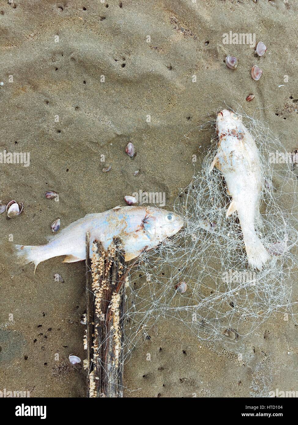 corpse in fishing net The corpse of death fish stuck in fishing net on the beach Stock Photo