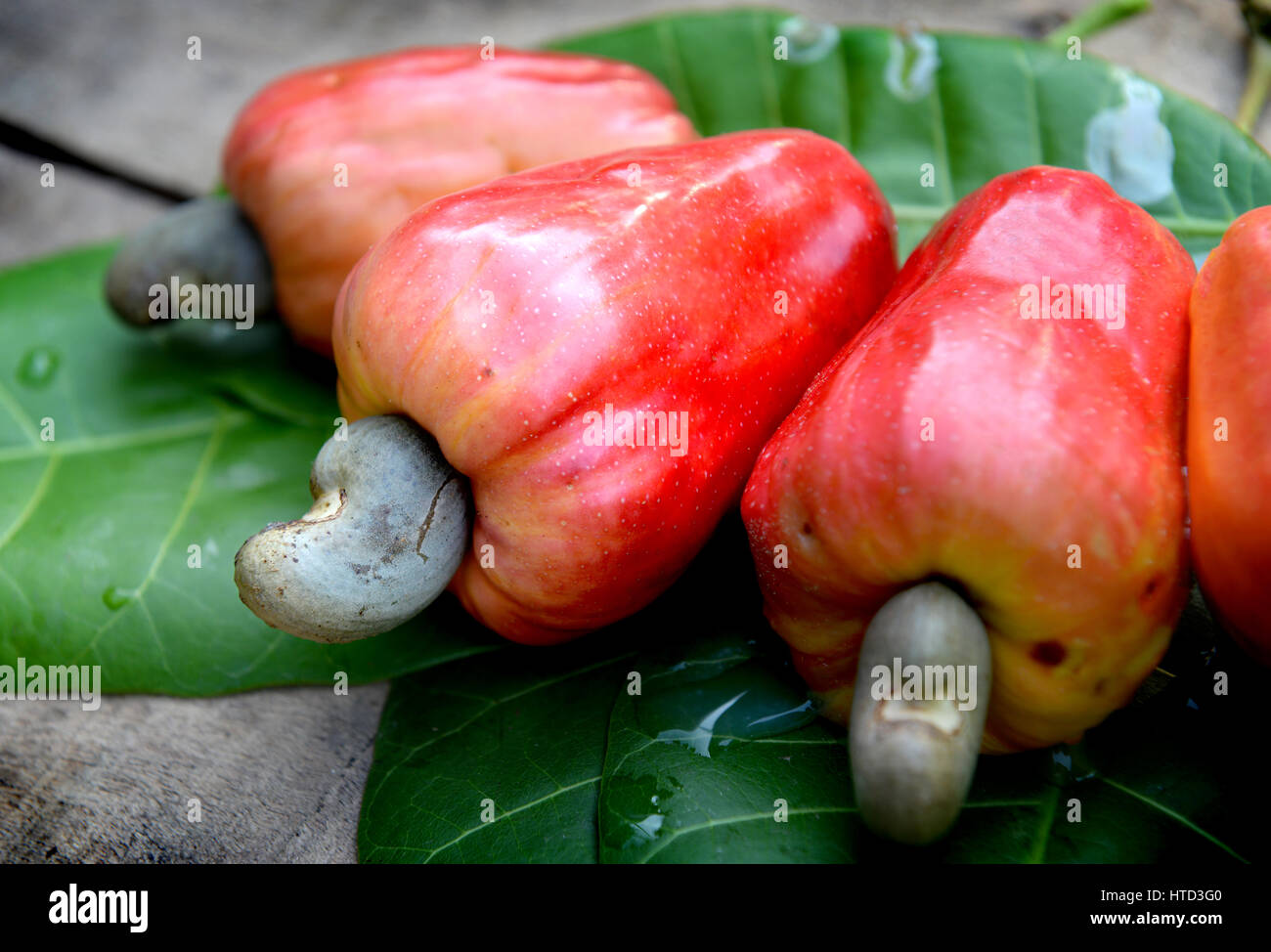 fresh old cashew nut fruit in tropical country outdoor dark and shadow