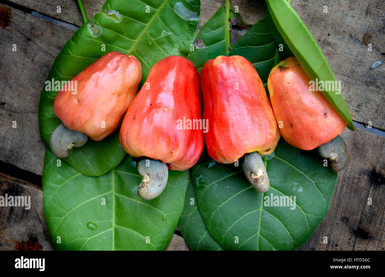 Cashew fruit hires stock photography and images Alamy