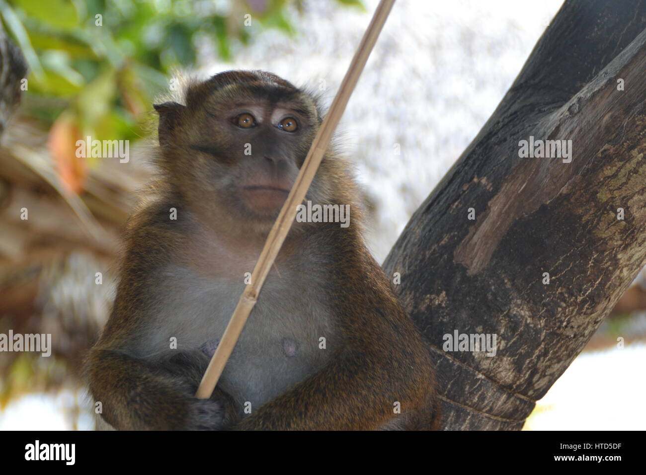 Monkey on a tree is playing with a stick at the restaurant on ...
