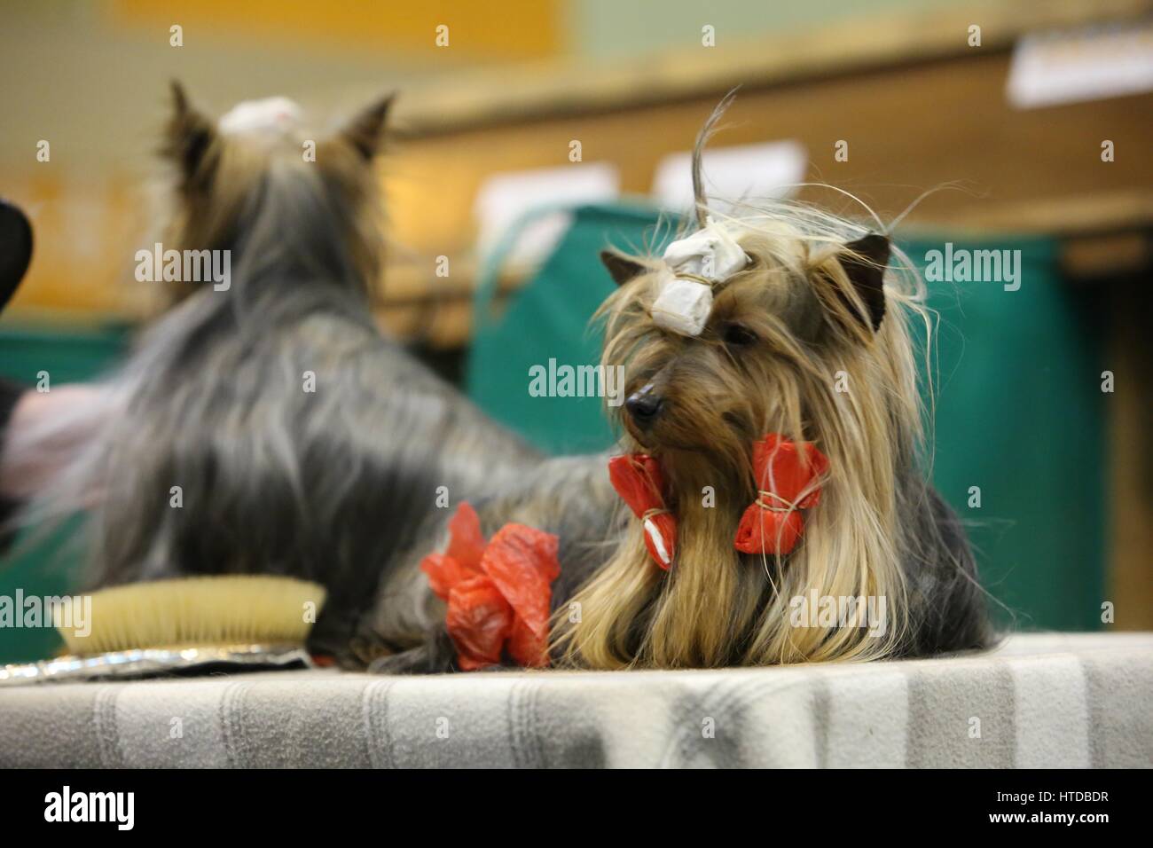 Crufts, Birmingham, UK. 10th March 2017. The world's largest dog show, Crufts, takes place in Birmingham with dogs of all shapes & sizes. ©Jon Freeman/Alamy Live News Stock Photo