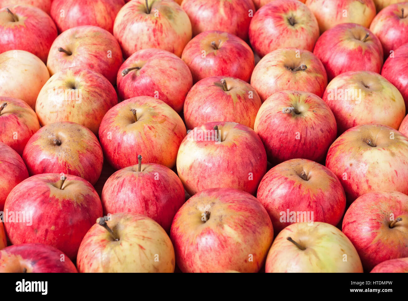 A bunch of red apples fresh harvest Stock Photo Alamy