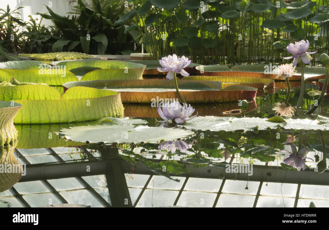 Victoria Amazonian Water Lily ,Huge floating lotus Stock Photo Alamy