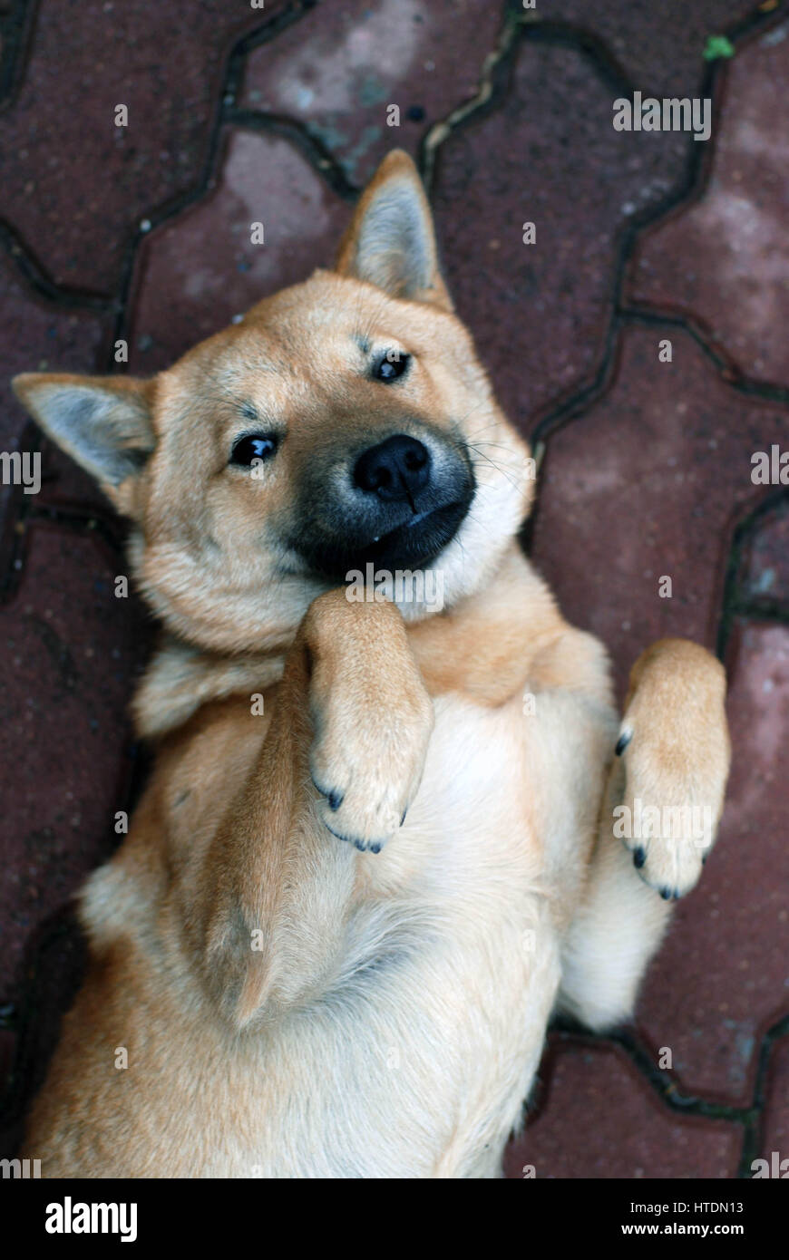 Medium brown dog bellyup looking at the camera Stock Photo Alamy