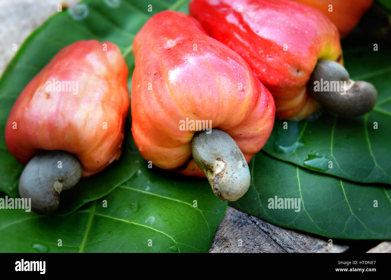 Cashew nut growing hires stock photography and images Alamy