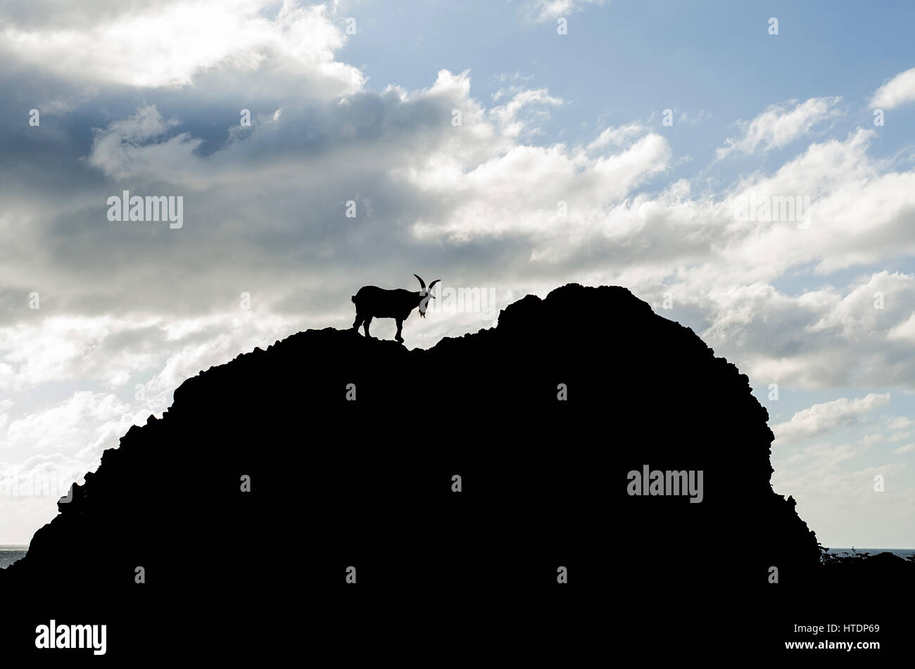 The goat of Orchid Island, Taiwan Stock Photo