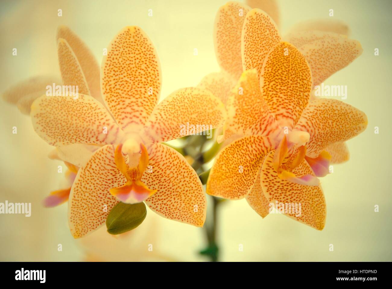 A branch of spotted orange Mokara Orchid. Trigeneric hybrid orchid. (Arachnis x Ascocentrum x Vanda) Stock Photo