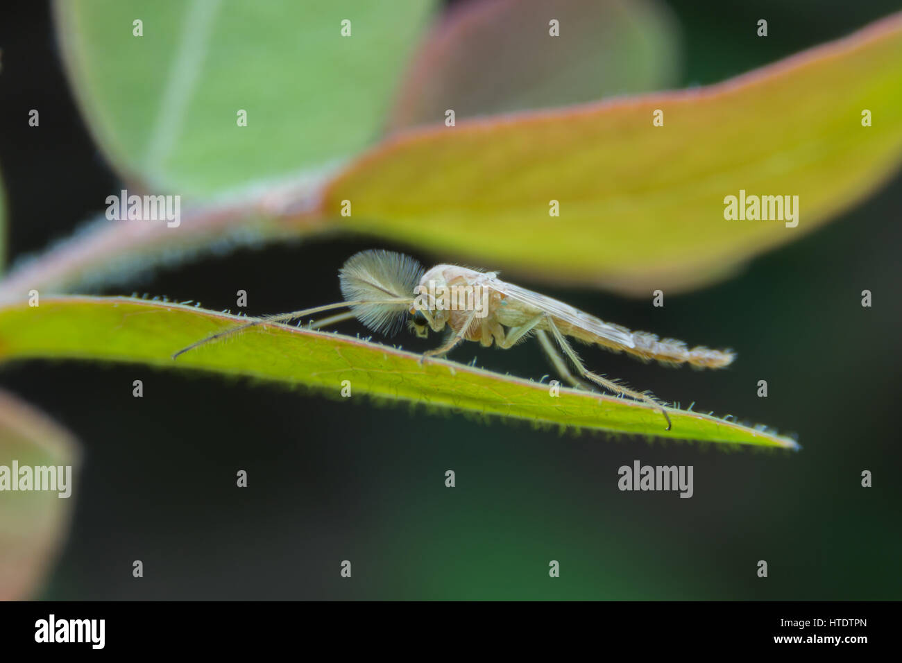 Adult male midge (Chironomidae) Close up. Super Macro Stock Photo