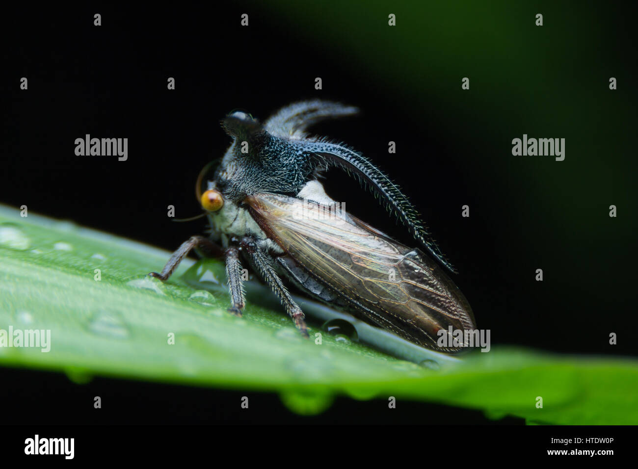 Aphids,Strange treehopper (Membracidae) on green leaves and Dew ...