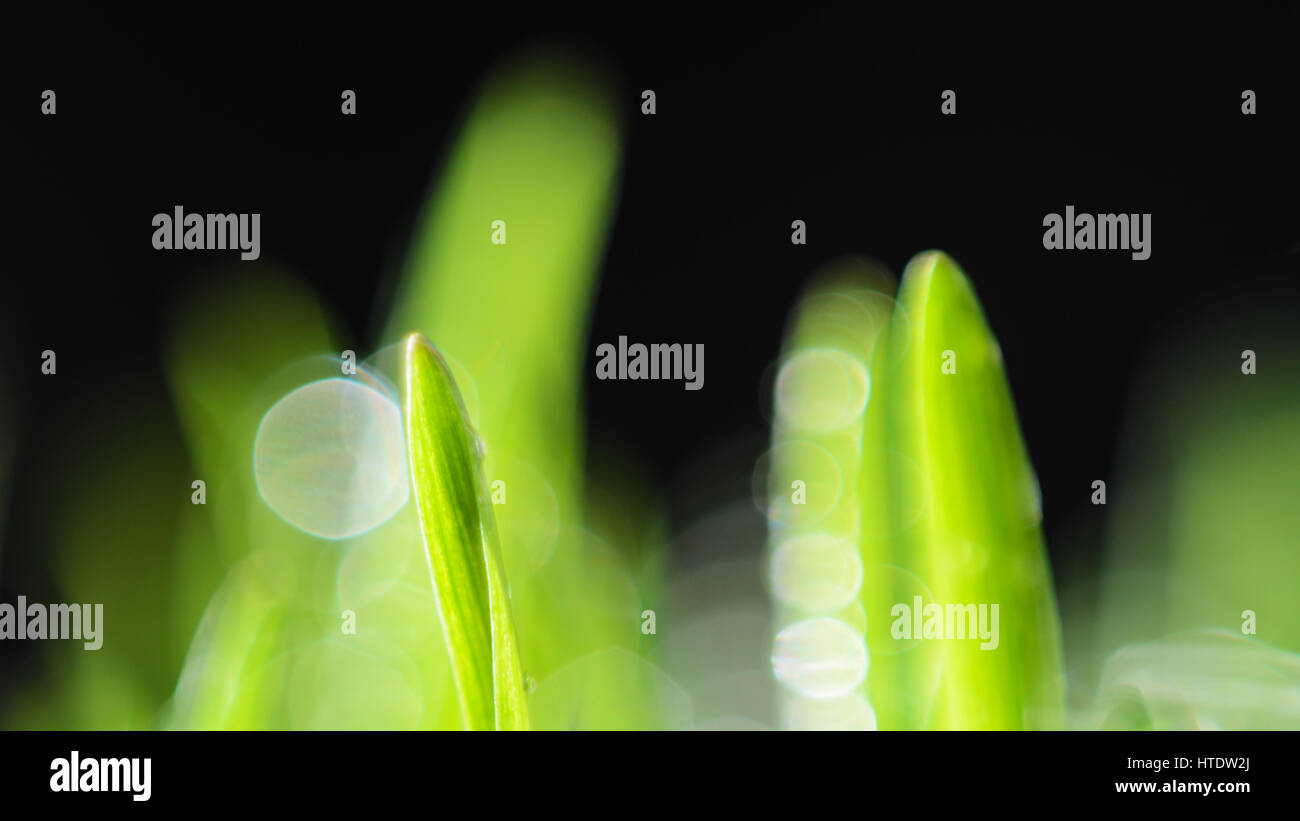 Grass growing extreme close up hi-res stock photography and images - Alamy