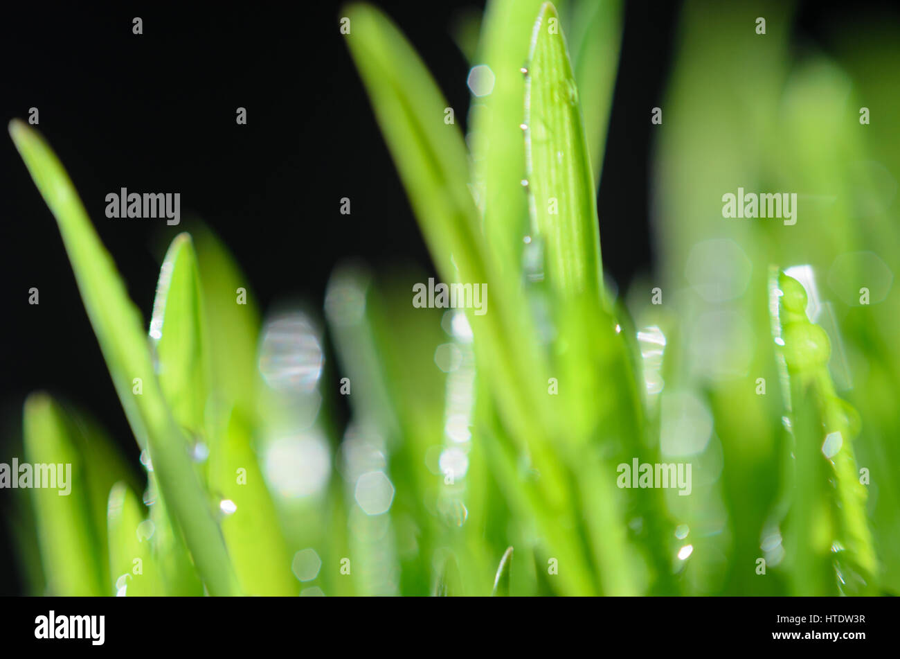 Grass growing extreme close up hi-res stock photography and images - Alamy