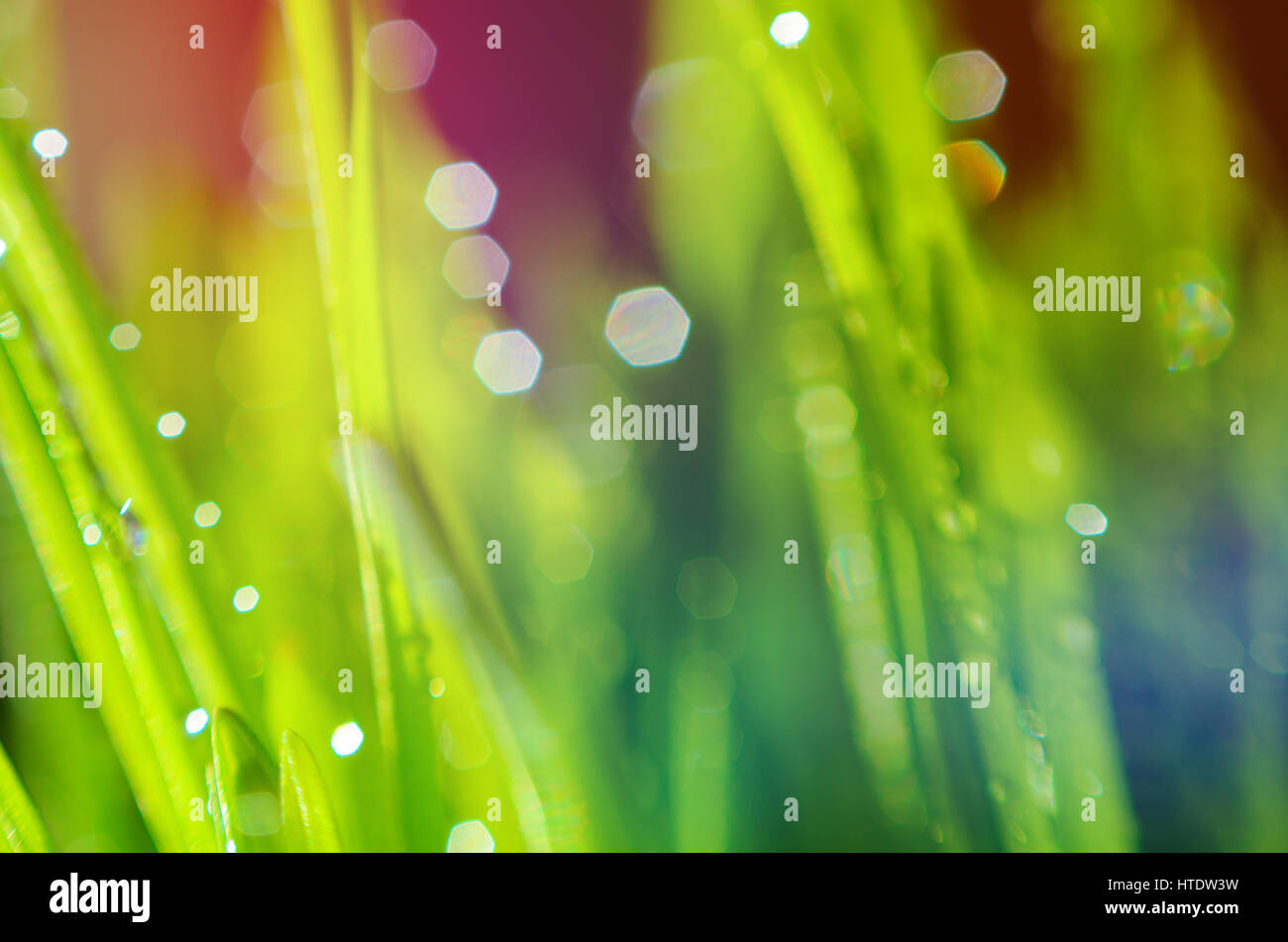Macro view of green grass. Large drops of dew on fresh green grass ...