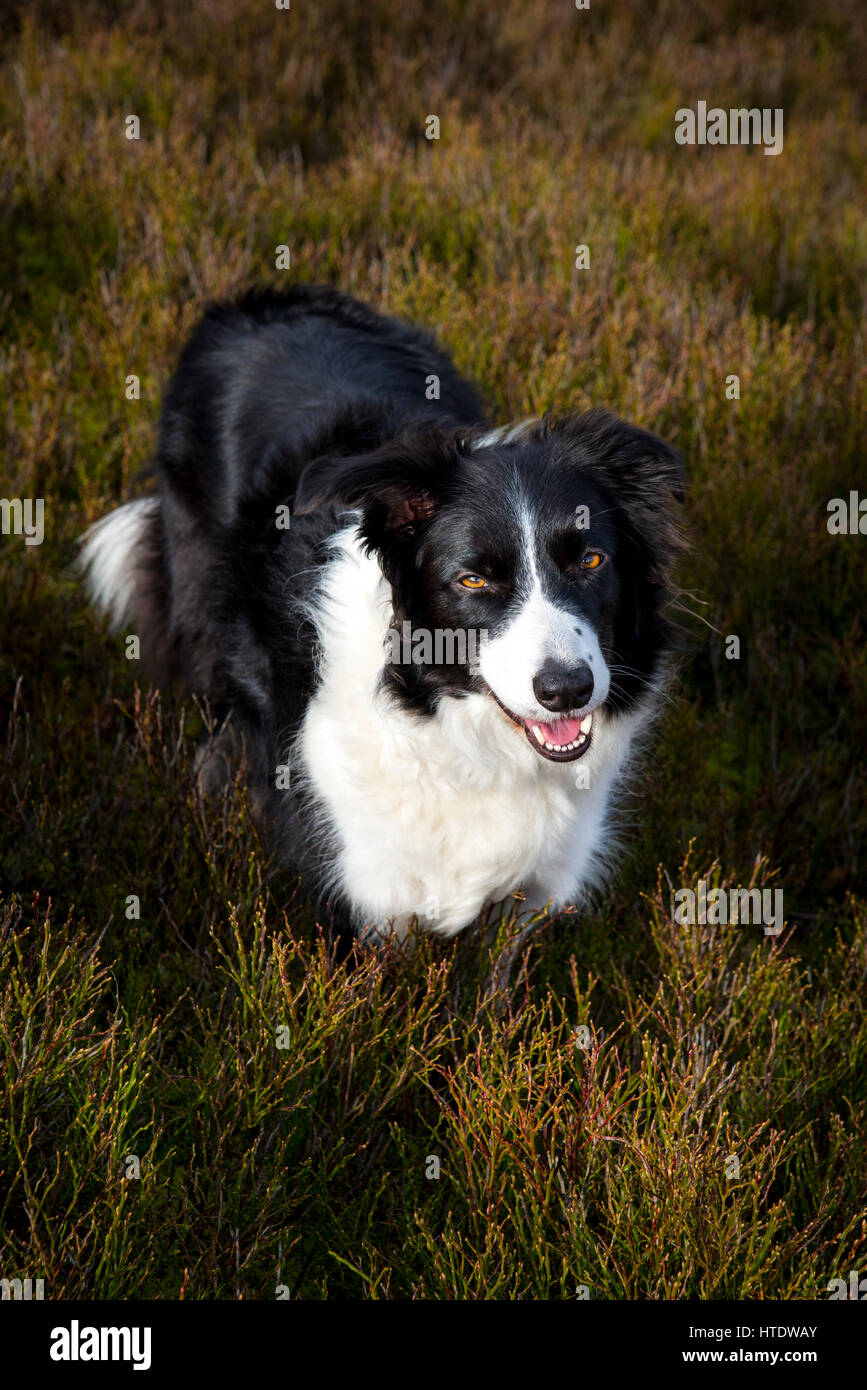 Beautiful Border Collie dog in natural surroundings. She stands in Bilberry shrubs in a moorland landscape in Northern England. Stock Photo