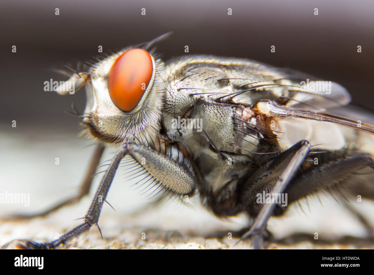 The House Fly dangerous carrier of pathogens Stock Photo Alamy