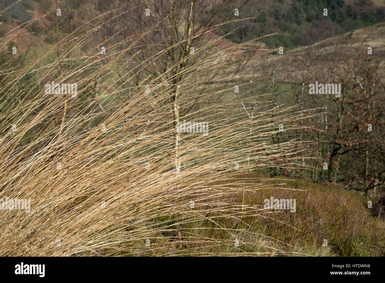 Grass close up textures hi-res stock photography and images - Alamy