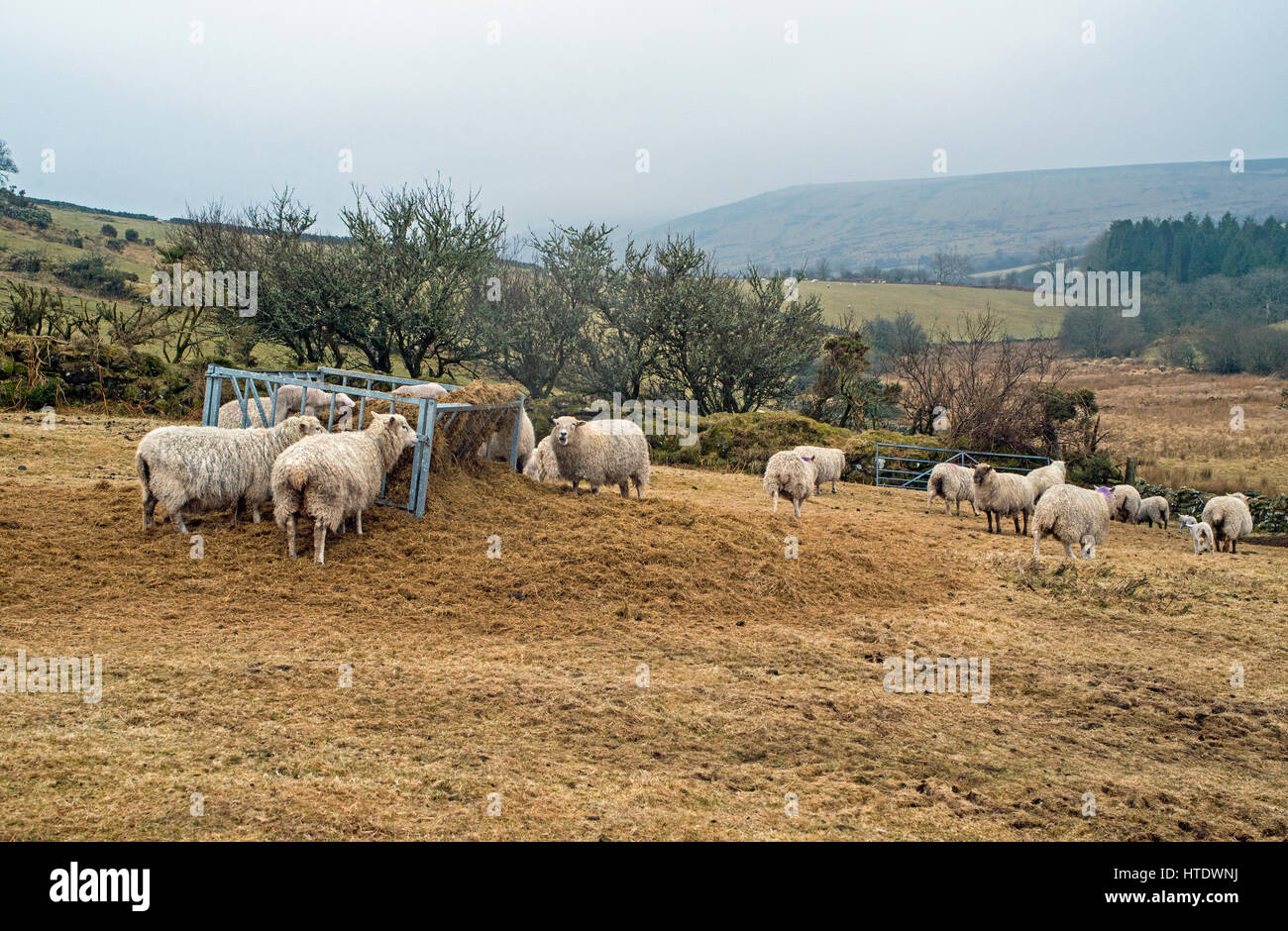 Sheep feeding on the open Dartmoor Moorland in Devon Stock Photo