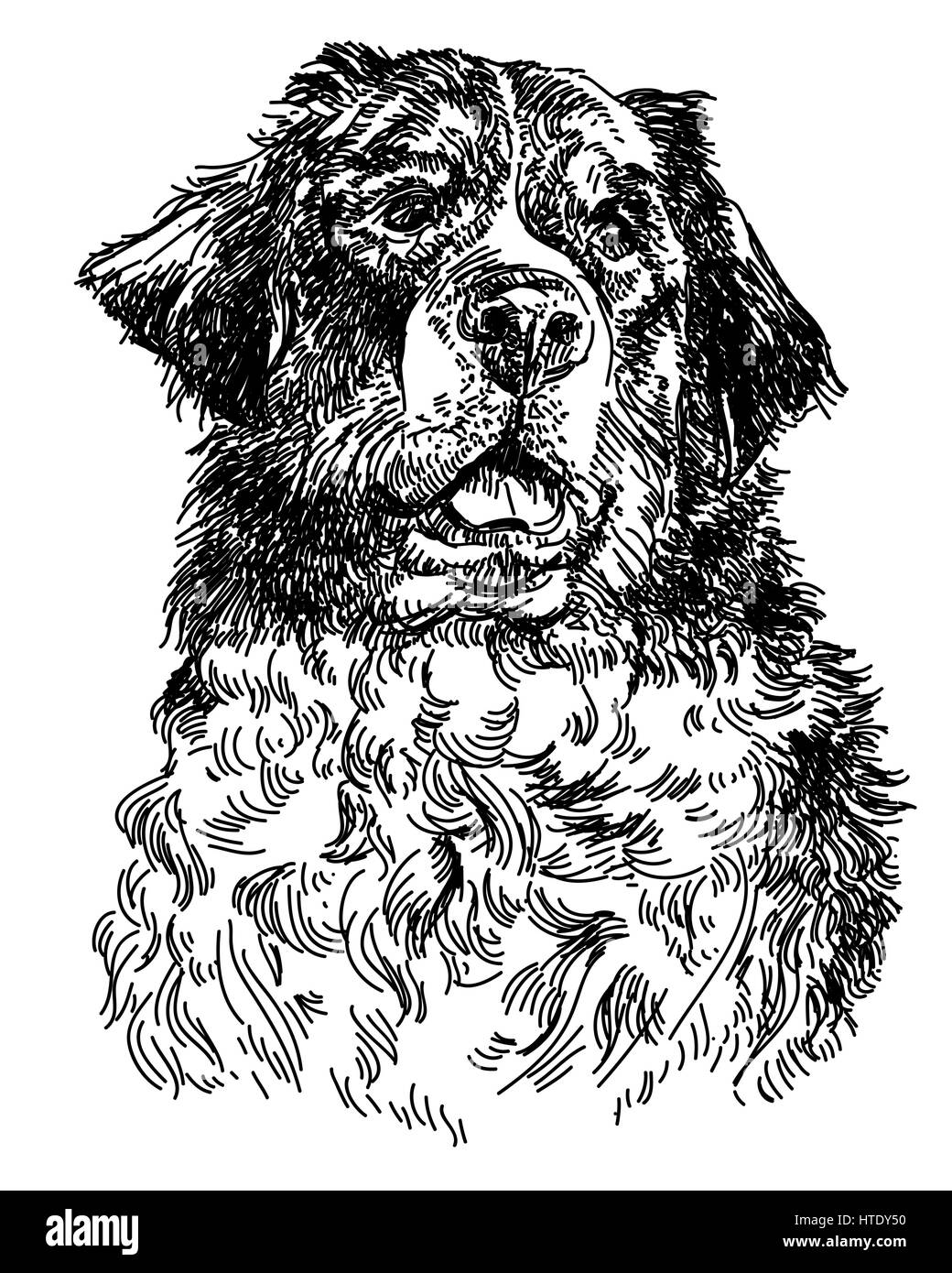 Graphic portrait of swiss bernese dog ,big black dog swiss mountain dog, hand drawing illustration. Vector isolated on a white background. Stock Vector