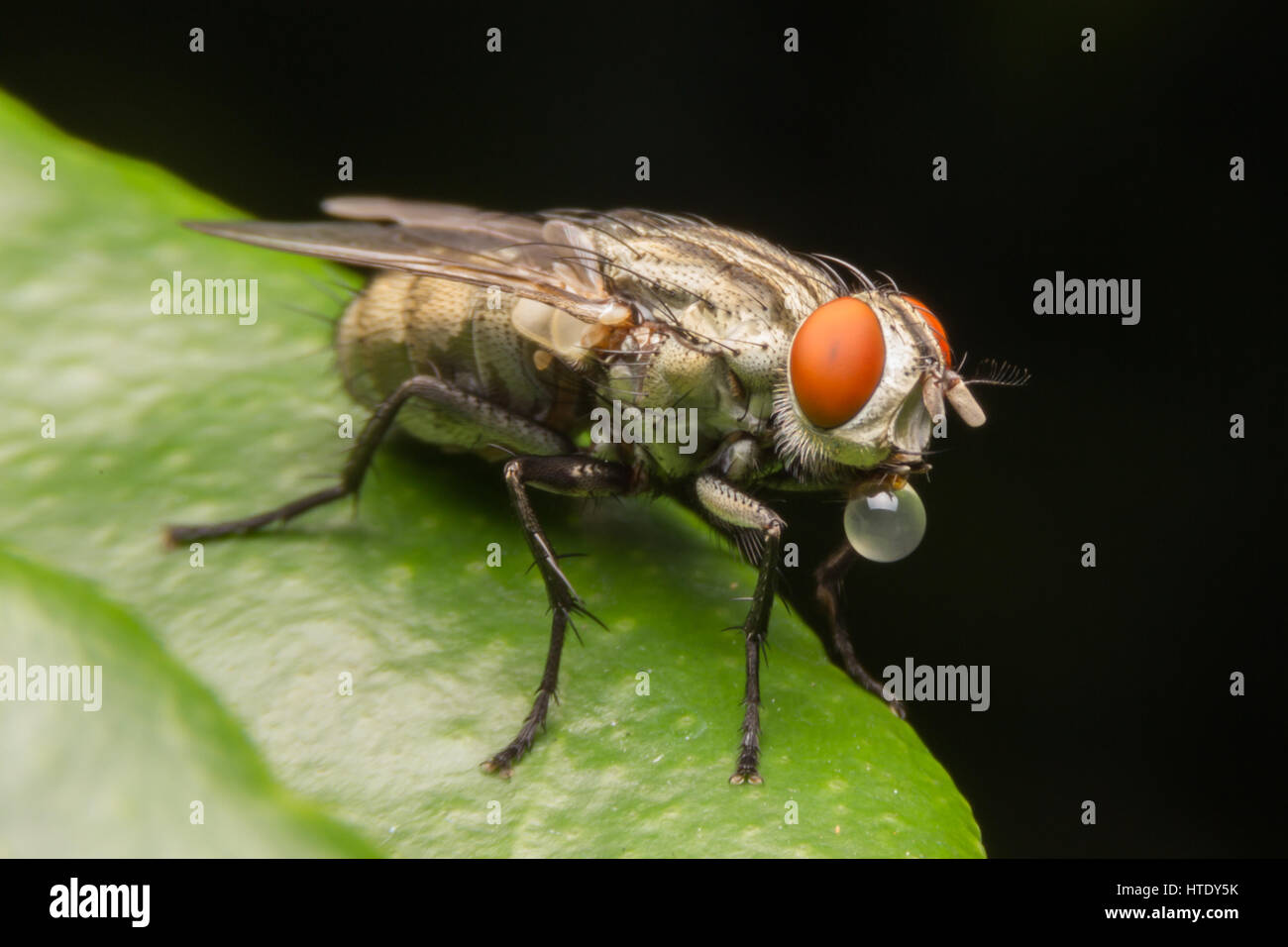 Diptera Two Wings High Resolution Stock Photography and Images - Alamy