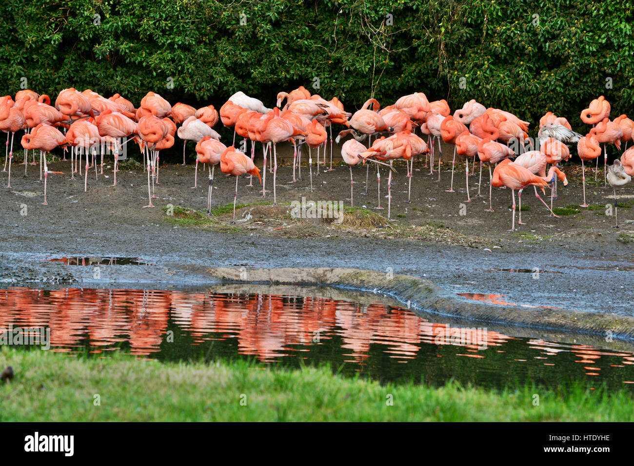A Group Of Sleeping Flamingos With Their Reflections In Water; Slimbridge, Gloucestershire, UK Stock Photo