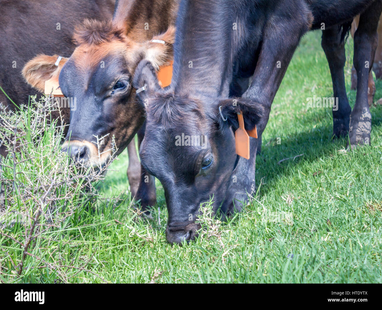 Cows grazing on soft green grass close up Stock Photo - Alamy