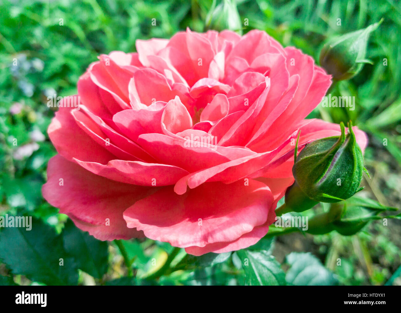 Beautiful flower pink rose on a natural background Stock Photo - Alamy
