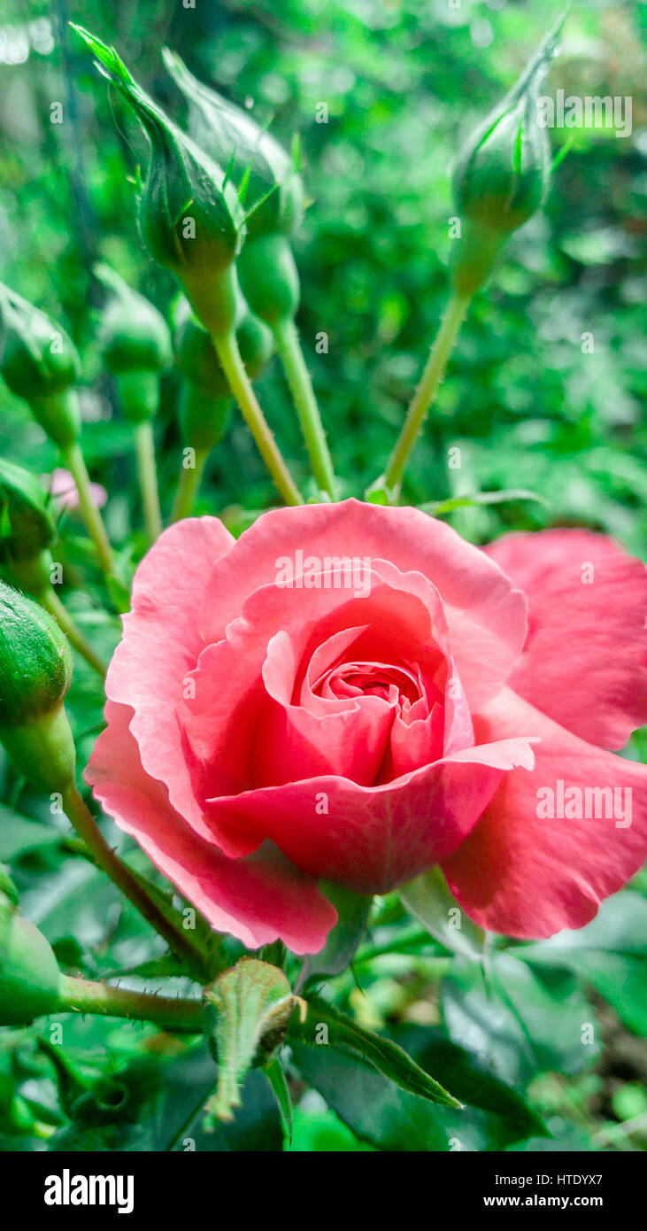 Beautiful garden flower hi-res stock photography and images - Alamy