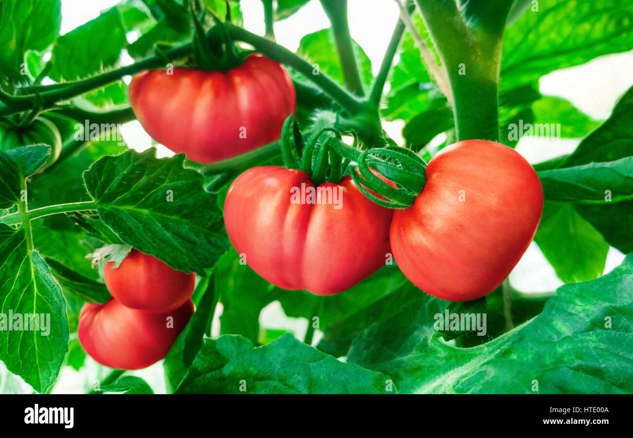 Red tomatoes in the greenhouse . Agriculture concept Stock Photo - Alamy