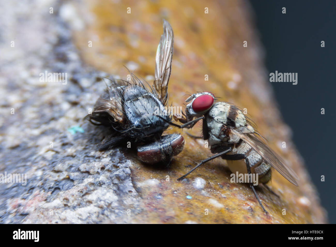 Flies cause diseases Stock Photo Alamy