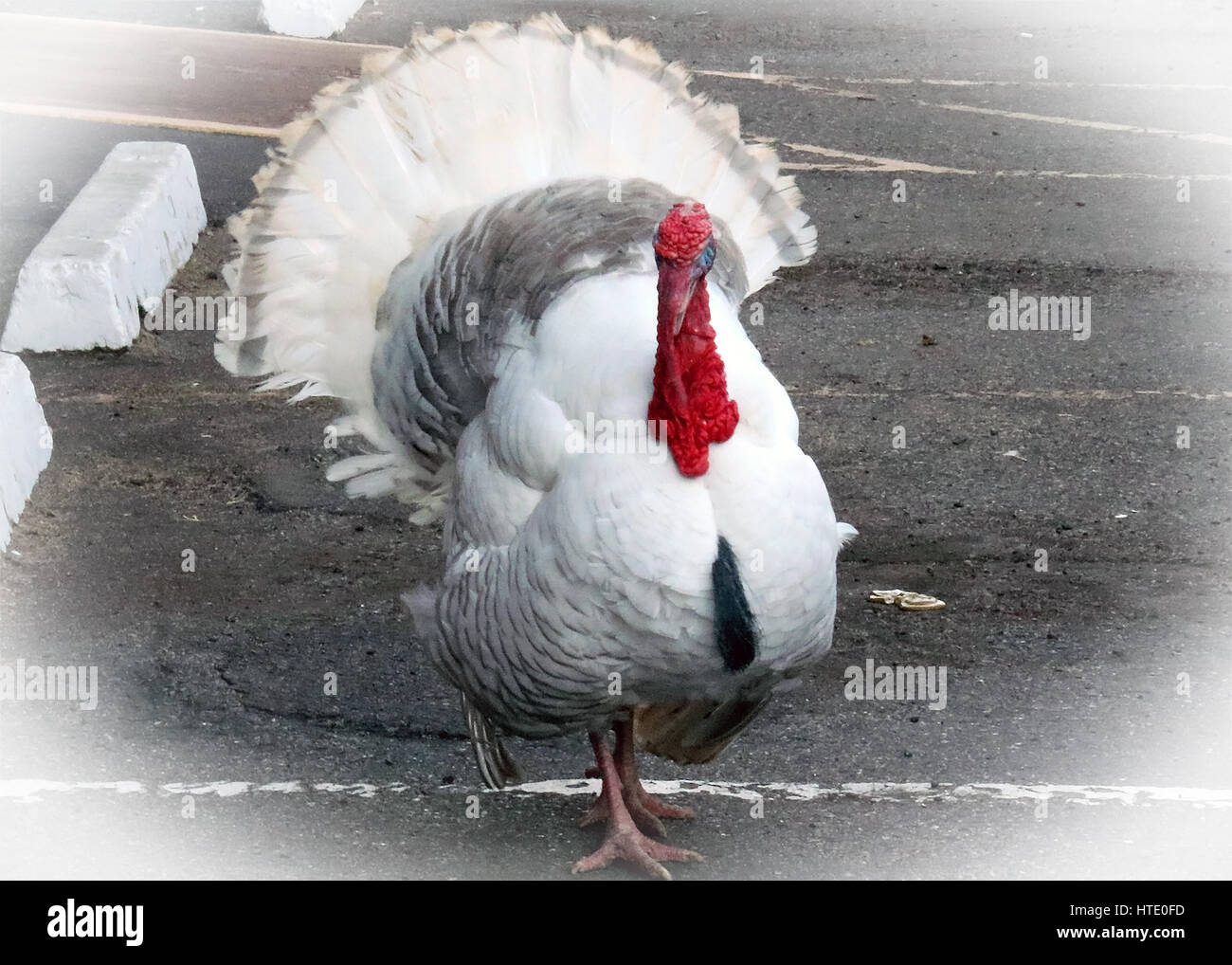 Mr turkey looks very puzzled Stock Photo