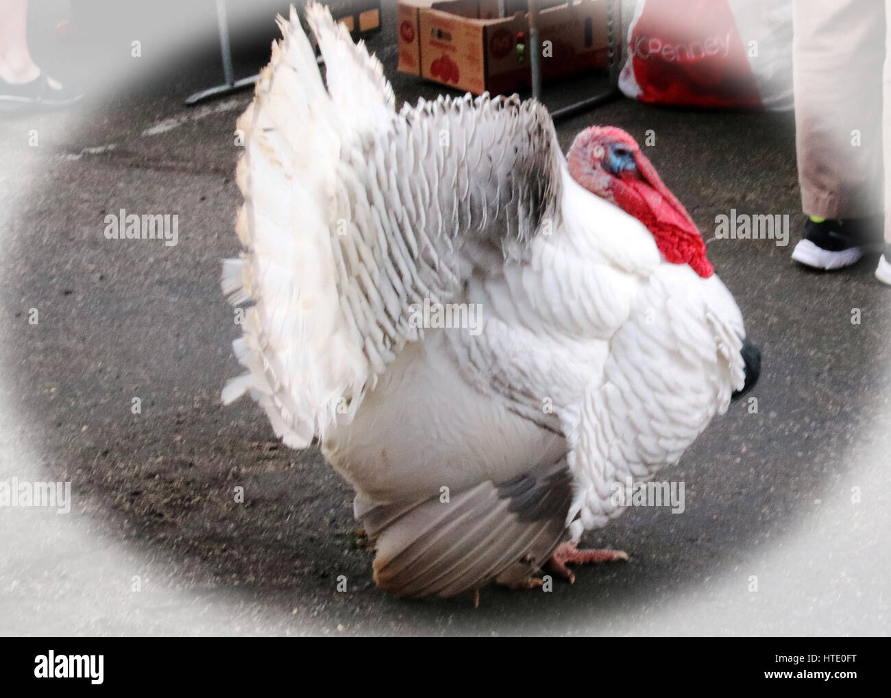 Mr. Turkey can really tuck his head and neck Stock Photo